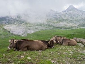 Kühe, beim Wiederkäuen